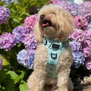 Individuelles Hundegeschirr-Set mit Halsband, Leine, Fliege, Kotbeutelspender und weiterem Haustierzubehör - Product Image 2