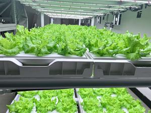 De la <span class=keywords><strong>graine</strong></span> à la <span class=keywords><strong>salade</strong></span> en temps record : Accélération des cycles des légumes-feuilles dans Reinfa FarmBox - Product Image 6