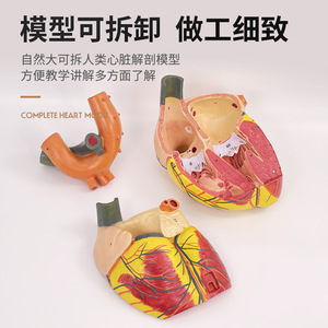 Modelo de anatomía cardíaca para adultos, ultrasonido Doppler a color, sistema circulatorio, cardiología, modelo de enseñanza cardiovascular - Product Image 3