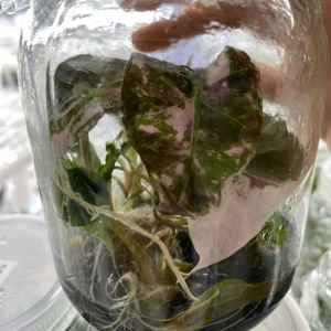 Alocasia Polly Rosa Variegada Rara, Cultivo <span class=keywords><strong>de</strong></span> Tejido, <span class=keywords><strong>Plantas</strong></span> TC al por Mayor para Negocios <span class=keywords><strong>de</strong></span> <span class=keywords><strong>Plantas</strong></span> <span class=keywords><strong>de</strong></span> <span class=keywords><strong>Interior</strong></span>, 3-6 cm - Product Image 1