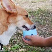 नए 2025 1000 एमएल 1500 मिली लीक प्रूफ ढहने वाले पालतू पानी की बोतल बड़े कुत्ते के लिए आउटडोर पोर्टेबल कुत्ते पानी कप - Product Image 6