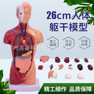 Modèle d'anatomie humaine de 28 cm, cœur et cerveau, modèle de structure humaine, organes médicaux, modèle d'enseignement du torse, modèle d'organes internes - Product Image 4