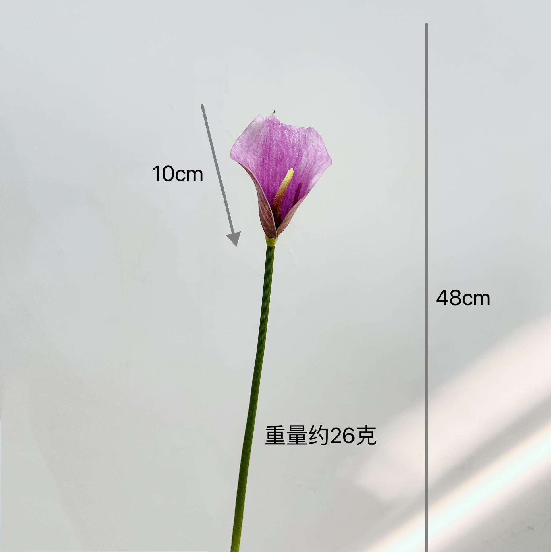 Calla petit [taro violet]]