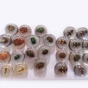 Espécimen de <span class=keywords><strong>insectos</strong></span> pequeños en resina, espécimen de <span class=keywords><strong>insectos</strong></span> real, colección biológica de pisapapeles transparente - Product Image 2