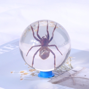 Presse-papiers en résine fait main avec spécimen d'insecte, collection nature personnalisée, décoration de bureau, cadeau pour la maison ou le bureau - Product Image 5