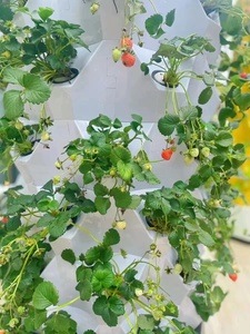 แอโรโปนิกส์แนวตั้งปลูกไฮโดรโปนิกส์ปั๊ม PVC เรือนกระจกทางการเกษตรปราศจากการเพาะเลี้ยงสมุนไพรเพื่อการชลประทานแบบไร้ดิน - Product Image 3