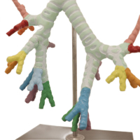 Moda secundaria y secundaria biología estudio tráquea bronquio modelo de segmento broncopulmonar