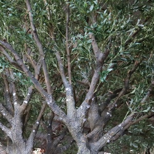 56 arbres en forme professionnel, grand arbre d'olive artificiel pour décoration de scène de <span class=keywords><strong>film</strong></span> - Product Image 6