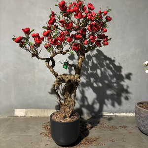 <span class=keywords><strong>Albero</strong></span> di Magnolia <span class=keywords><strong>Artificiale</strong></span> HK in Legno, <span class=keywords><strong>Albero</strong></span> di Ciliegio in Fiore <span class=keywords><strong>Artificiale</strong></span>, Pianta <span class=keywords><strong>Artificiale</strong></span> per Spazi Interni ed Esterni - Product Image 5