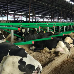 Comfort bovini mucca dairy barn feed bovini da latte posa letto stalla per bestiame fabbrica di stalla libera per mucche
