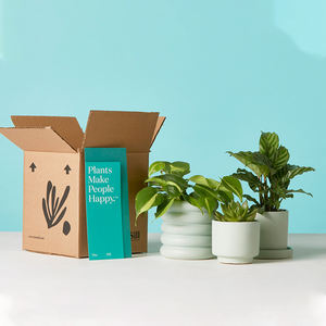 Empaquetado en maceta Live Boxe, papel corrugado, transporte de plantas, cartón en maceta, caja de envío en vivo, embalaje de plantas para plantas vivas - Product Image 4