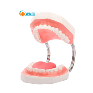 6X Modèle de dents artificielles sans couture avec langue, 28 dents, pour enseignement dentaire CE/ISO - Product Image 1