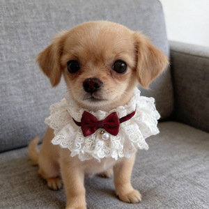 ปลอกคอสัตว์เลี้ยงยุนเฉิง จุนเหอ ยูพิน พร้อมผ้ากันเปื้อนลูกไม้และโบว์ผูก สำหรับตกแต่งสุนัขและแมวทุกฤดู - Product Image 2