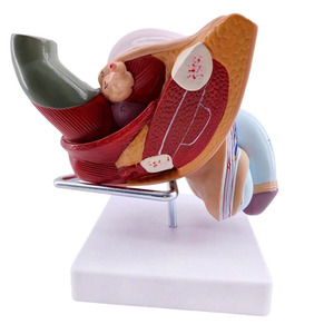 Modèle d'<span class=keywords><strong>organe</strong></span> masculin externe <span class=keywords><strong>humain</strong></span>, anatomie médicale, YuanHang YH-D031d, 5 parties détachables - Product Image 4