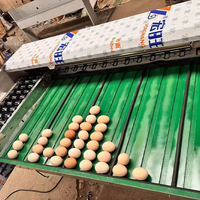 Automatische Eieren Sorteermachine 5000 stuks/uur Ei Gewichtssorteermachine Kip Eend Ei Sorteermachine voor Pluimveebedrijven