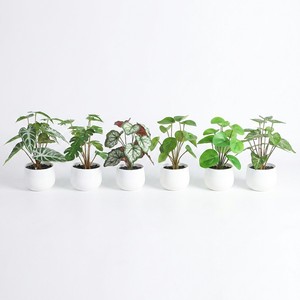Pianta Artificiale Realistica di Pothos da 18 cm in Vaso, Mini Vegetazione Simulata con Vaso Bianco in PVC per Decorazione Casa, Ufficio, Scrivania, Stile Nordico - Product Image 2