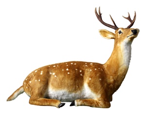 <span class=keywords><strong>Buon</strong></span> <span class=keywords><strong>natale</strong></span> nuovi prodotti all'aperto animate simulate animali pelliccia elettrica di cervo ornamento Animatronic renna - Product Image 5