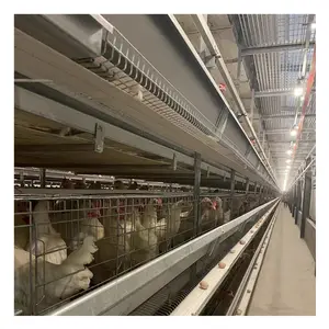Attrezzature per l'allevamento di pollame sistema automatico di alimentazione e abbeveraggio per polli multifunzionale fornito 2.5-4.0 Mm Shilaya