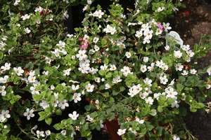 Scrophulariaceae Bacopa monnieri brahmi (bacopa monnieri) 10:1 bacopa monnieri brahmi אבקה - Product Image 2