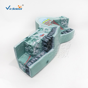 Modèle de structure des feuilles, appareil pour l'étude de la structure des cellules végétales, équipement expérimental de biologie pour les collèges et les lycées. - Product Image 1