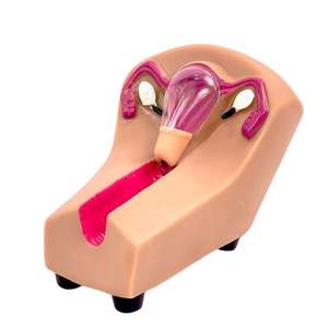 Weibliches Verhütung strain ings modell Bildungs ausrüstung - Product Image 5