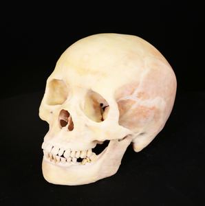 Modello 3D di Vasi Sanguigni e Nervi della Mano Umana a Grandezza Naturale per Ricerca Medica e Insegnamento - Product Image 4