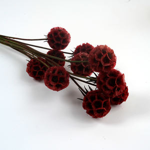 Fabricant de fruits de moulin à vent de Scabiosa conservés, belle fleur d'étoile séchée naturelle pour la décoration de mariage à la maison - Product Image 6