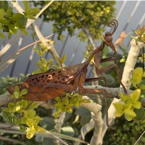 Ornement de <span class=keywords><strong>jardin</strong></span> en métal rouillé vintage en forme de <span class=keywords><strong>Mantis</strong></span> religieuse, sculpture d'insecte en fer résistante aux intempéries pour la décoration artistique extérieure de <span class=keywords><strong>jardin</strong></span> - Product Image 3