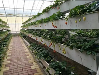 Sistem Penanaman Stroberi PVC Food Grade Harga Pabrik Asli dengan Irigasi Tetes untuk Pertanian Rumah Kaca Komersial