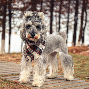 कस्टम लोगो वैयक्तिकृत प्लेड कुत्ते गोडास पालतू पशु कॉलर क्रिसमस कुत्ते की पोशाक के लिए एडजस्टेबल धोने योग्य कपड़े - Product Image 4