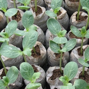 Non-woven Nutritional Seedling <strong>Block</strong> 30mm-50mm Coconut Chaff Compressed Gardening <strong>Seeds</strong> Cutting Branches DIY Planting Soil - Product Image 3