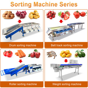 Máquina Clasificadora Automática MY para Dátiles, Aceitunas Verdes, Cebollas, Patatas, Zanahorias y Fresas por Tamaño - <span class=keywords><strong>Precio</strong></span> - Product Image 5