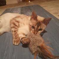 Jouet pour chat en fourrure de lapin fait main, jouet pour chat en fourrure de lapin et plumes, jouet coussin naturel pour chat