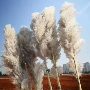 2024 bunga kering rumput Pampas coklat putih rumput Pampas besar untuk dekorasi rumah atau pernikahan