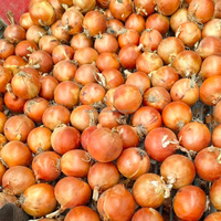 2025 <strong>Best</strong> Quality <strong>Onions</strong> Red Yellow 10kg 20kg <strong>Bag</strong> Packing 3-8cm Size <strong>Onions</strong> Sinofarm Factory <strong>Onion</strong> <strong>Selling</strong> Price