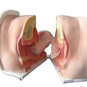 Dispositivo anticonceptivo vaginal femenino avanzado para planificación familiar Modelo de entrenamiento de ciencias médicas/WD - Product Image 2