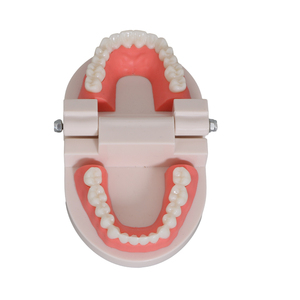 Nuovo modello di insegnamento orale modello dentale <span class=keywords><strong>Standard</strong></span> dentale insegnamento modello dentale - Product Image 2