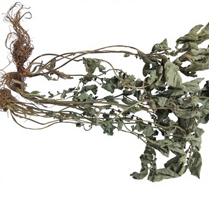 LAN Bu Zheng เอเชียสมุนไพร bennet <span class=keywords><strong>ชา</strong></span>ป่าทั้งแห้ง geum japonicum เหนือพื้นดิน - Product Image 1