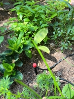 Micro-asperseur sur piquet à longue tige avec buse surélevée pour cultures de fruits et légumes de grande hauteur en serre