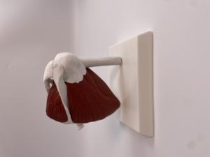 PVC plastik sendi bahu Model struktur kerangka otot ligamen termasuk struktur bahu tulang selangka Humerus skapula - Product Image 6