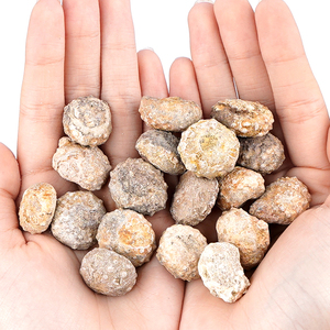 Nhím biển cidaroid Đích Thực-trang trí nhà độc đáo hoặc đạo cụ chụp ảnh - Product Image 6