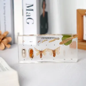 Hot Sell Teaching Aids Life Cycle of Silkworm Transparent Resin Teaching Specimen