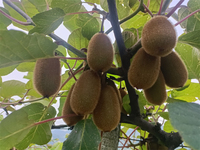 Pollen de kiwi masculin hautement actif de qualité supérieure |   Pureté à 95% |   10g/sachet |   Marque SHUANGQIN |   Pollinisation artificielle à haute efficacité |