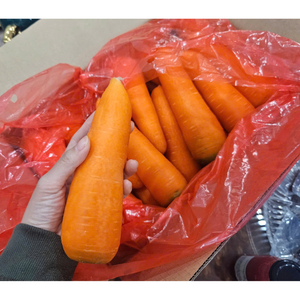 Carottes biologiques fraîches du Vietnam Livraison rapide avec emballage personnalisé Goût sucré Légumes en vrac en gros - Product Image 4