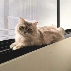 High Tensile Pet Screen <b>Mesh</b> Roll Cat Dog Resistant Anti‑Scratch Insect Screen for <b>Window</b> & Door Replacement - Product Image 5