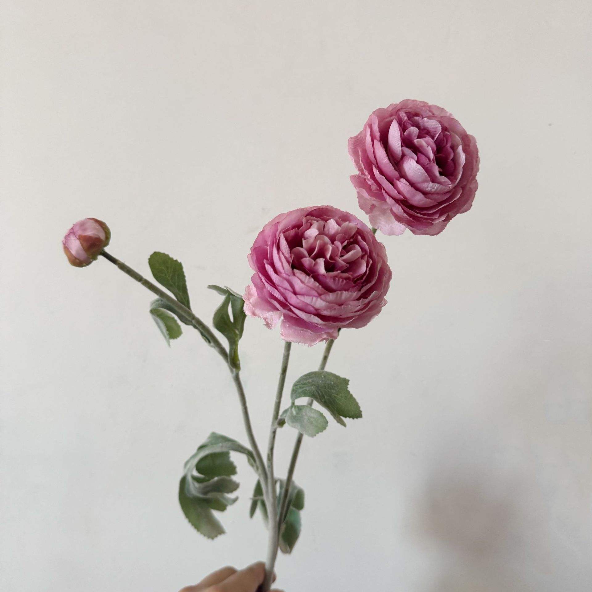 Color de pasta de frijol