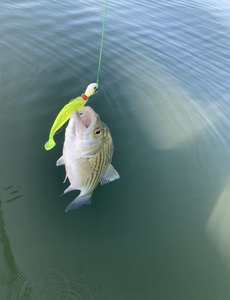 WZ S5 <span class=keywords><strong>esche</strong></span> da pesca <span class=keywords><strong>artificiali</strong></span> good <span class=keywords><strong>bass</strong></span> bait per la pesca soft swim baits <span class=keywords><strong>esche</strong></span> personalizzate 13cm 9cm 17cm - Product Image 4