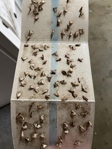 Piège à mites avec crochet, emballage individuel, pièges à mites domestiques, pièges à mites de garde-manger, pièges à colle avec phéromones, sûrs et efficaces pour <span class=keywords><strong>la</strong></span> maison - Product Image 2