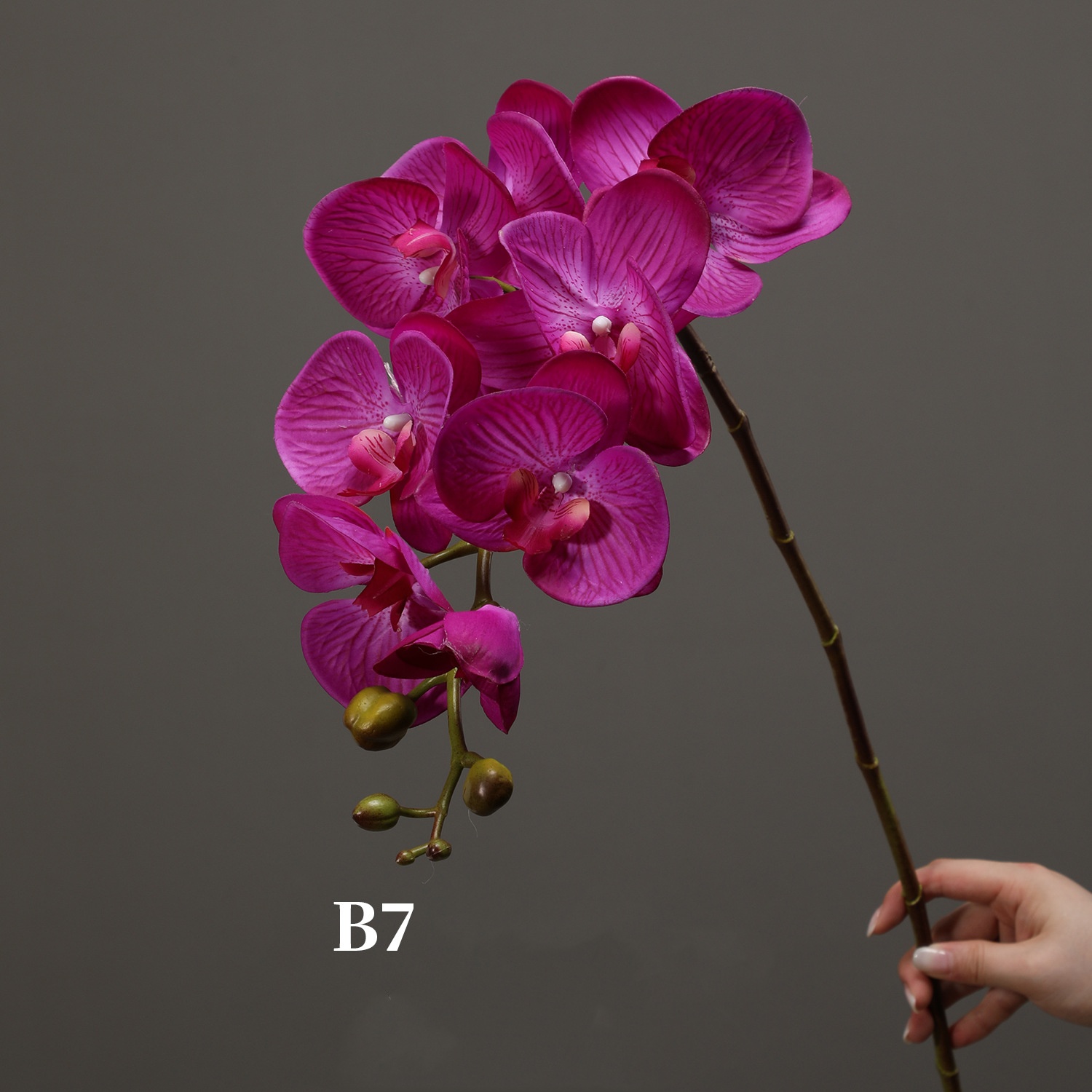 Fuchsia