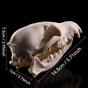 Tête <span class=keywords><strong>de</strong></span> crâne <span class=keywords><strong>de</strong></span> renard artisanat en résine SKE04 modèle <span class=keywords><strong>de</strong></span> crâne d'animal <span class=keywords><strong>de</strong></span> haute qualité pour la décoration <span class=keywords><strong>de</strong></span> la chambre - Product Image 2